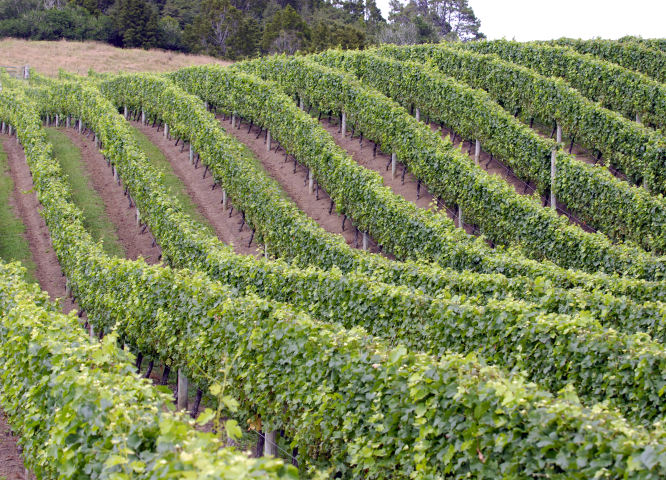 vineyard-rows-2