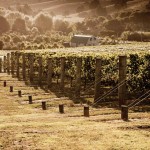 Bride-and-groom-at-top-of-Vineyard