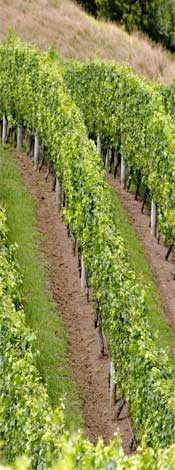 Ascension vineyard on the steep hillside right in the heart of Matakana Coast Wine Country