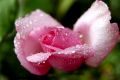 Photo Gallery