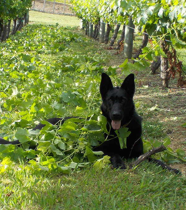 Maydee – The Vineyard Dog