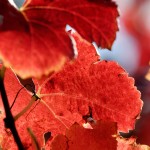 Autumn-Leaves
