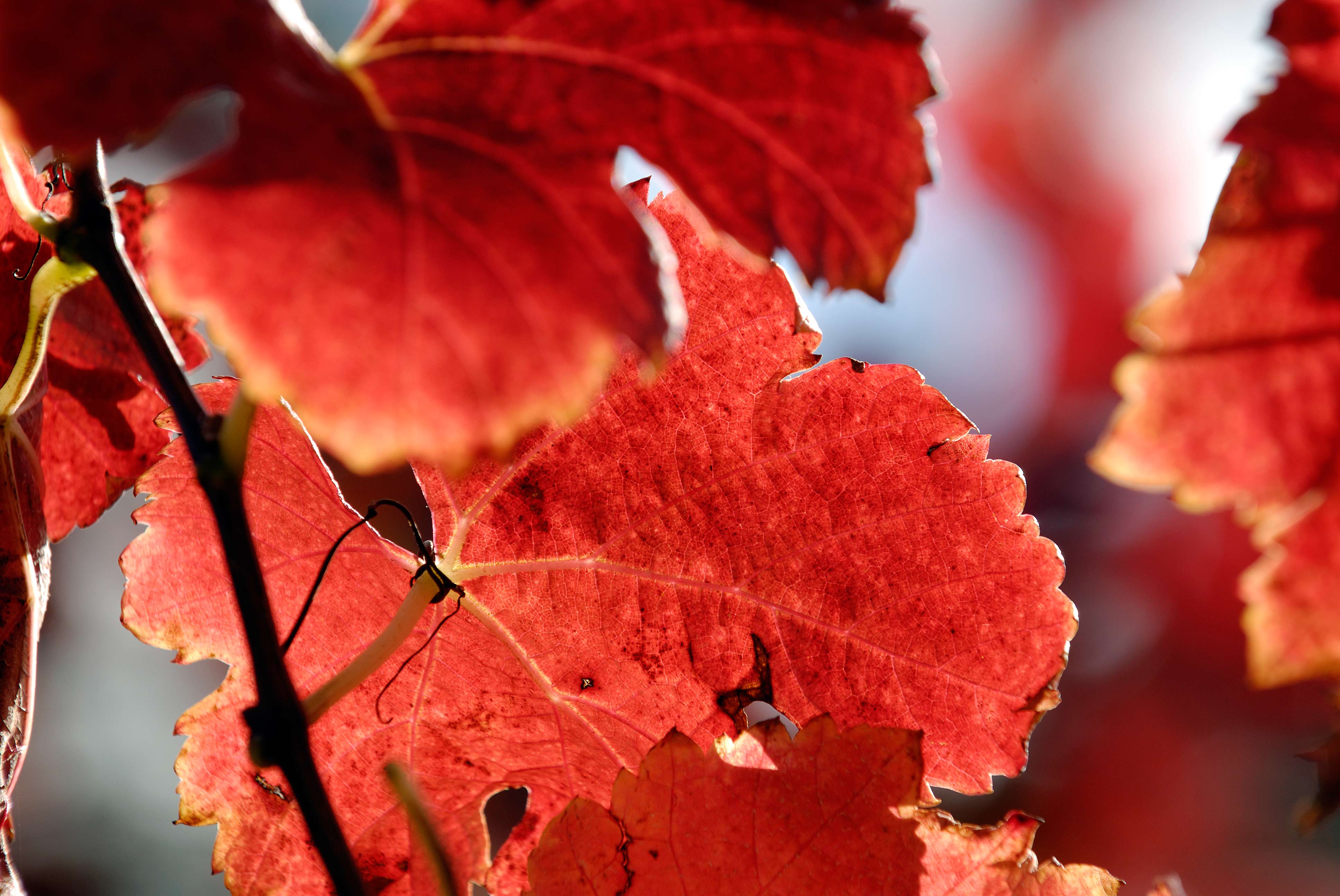 Autumn-Leaves
