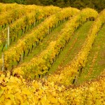 Autumn-VInes