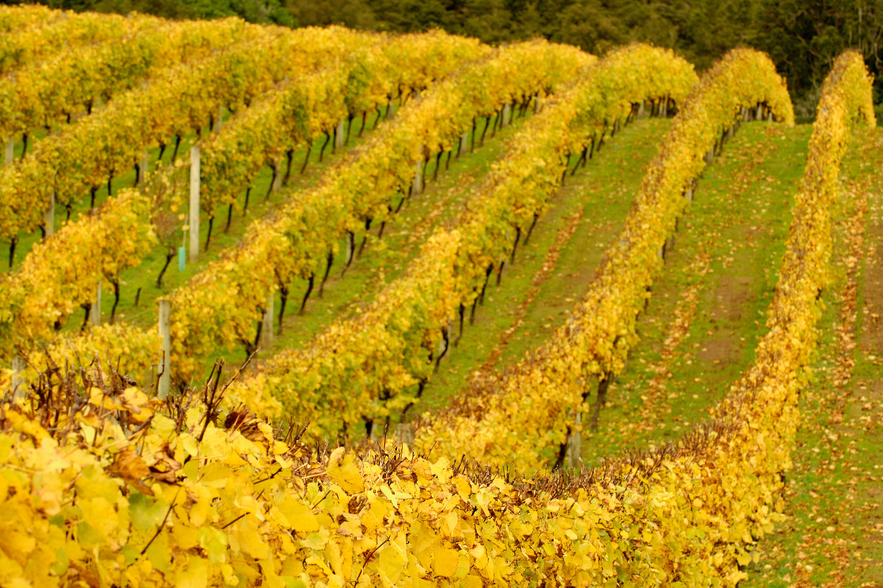Autumn-VInes