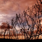 Winter-Vines