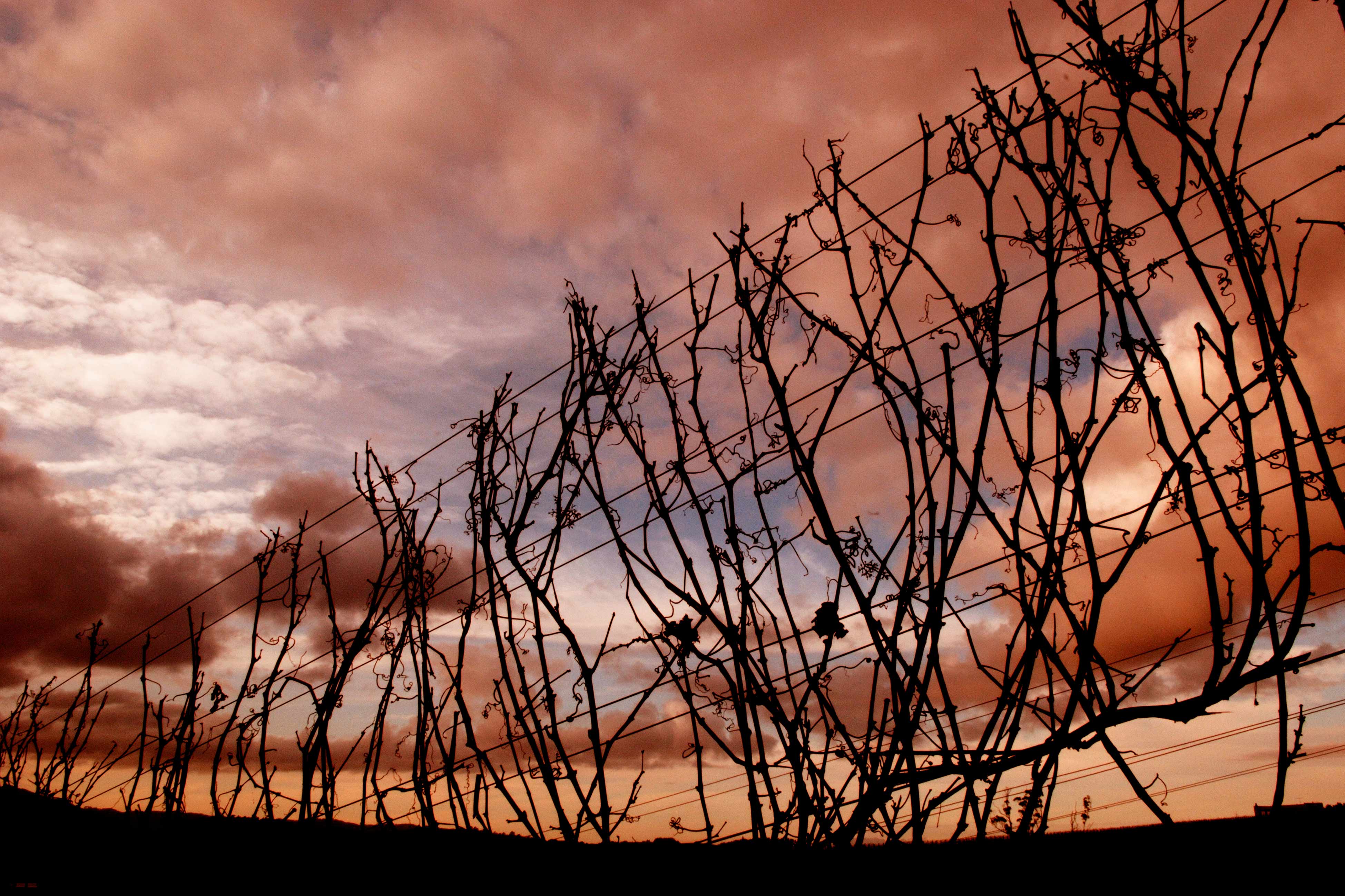 Winter-Vines