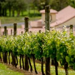 Ascension Vineyard