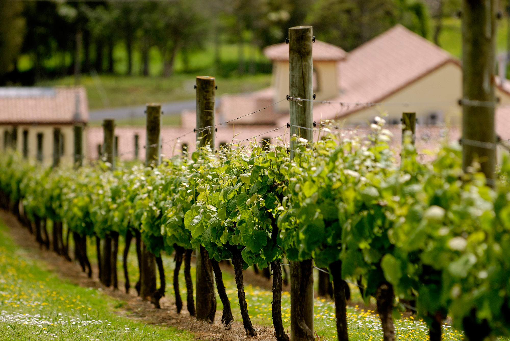Ascension Vineyard