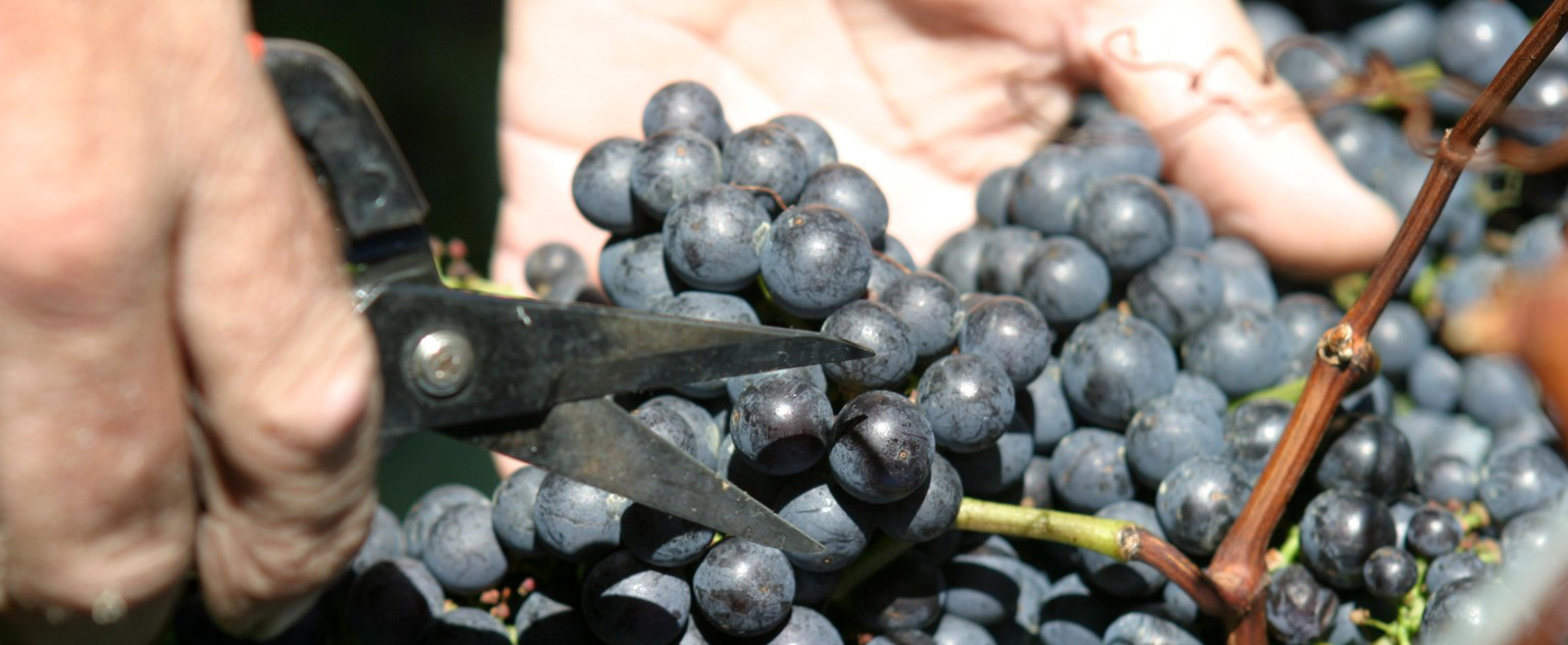 Hand-picking-grapes1