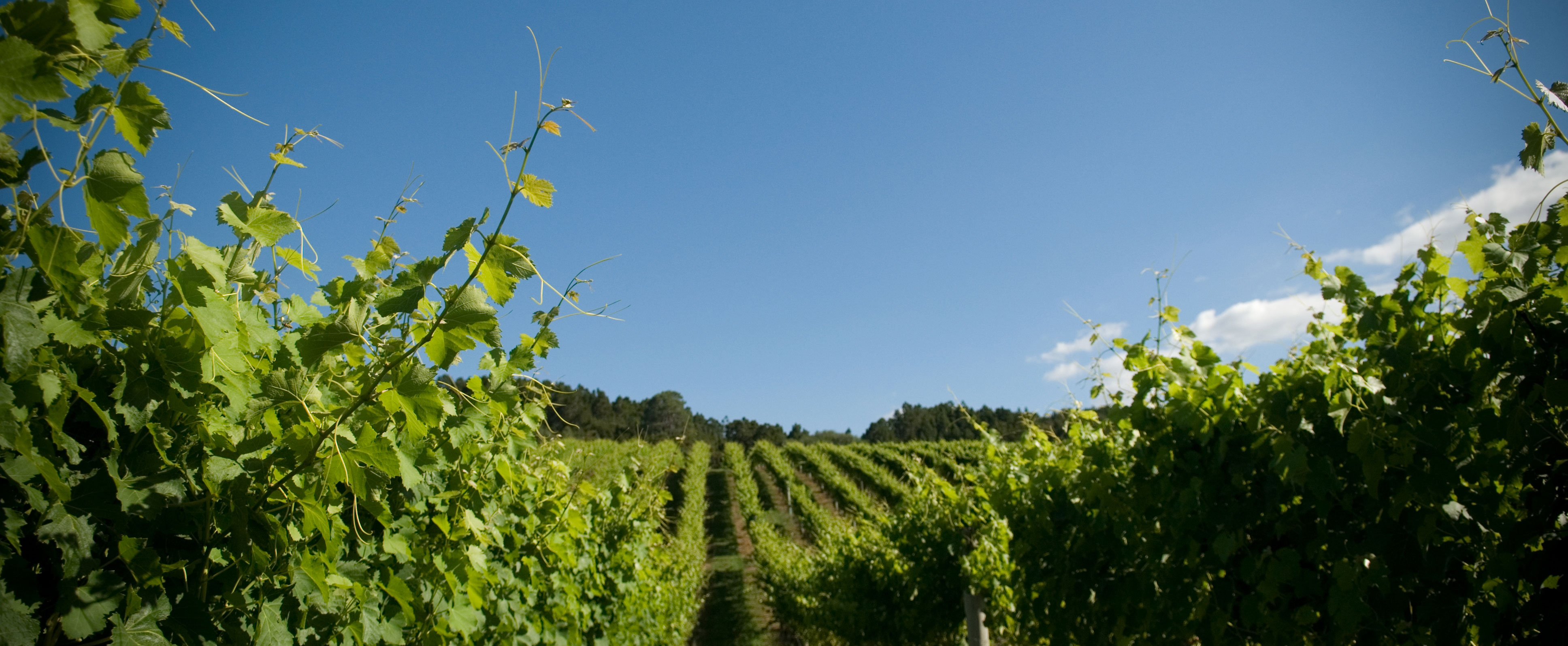 Vines1