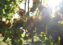 Vines, Leaves and Grapes